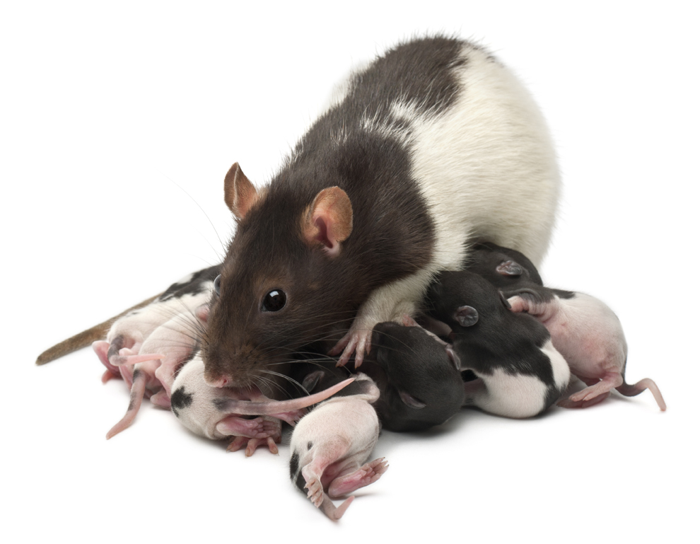 Фото мыши и крысы для сравнения