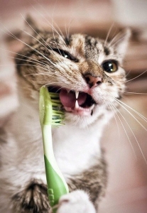 Чистка зубов у кошек