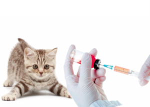 Вакцинация животных от бешенства, сроки 