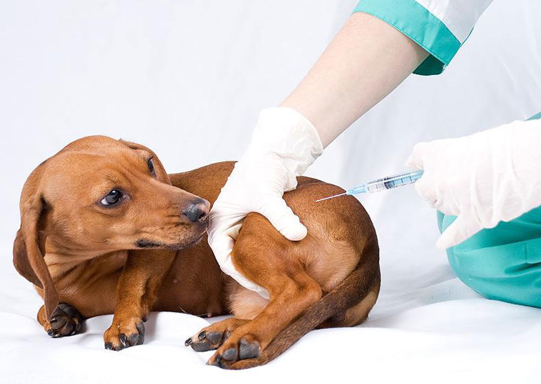 Вакцинация животных от бешенства, сроки 